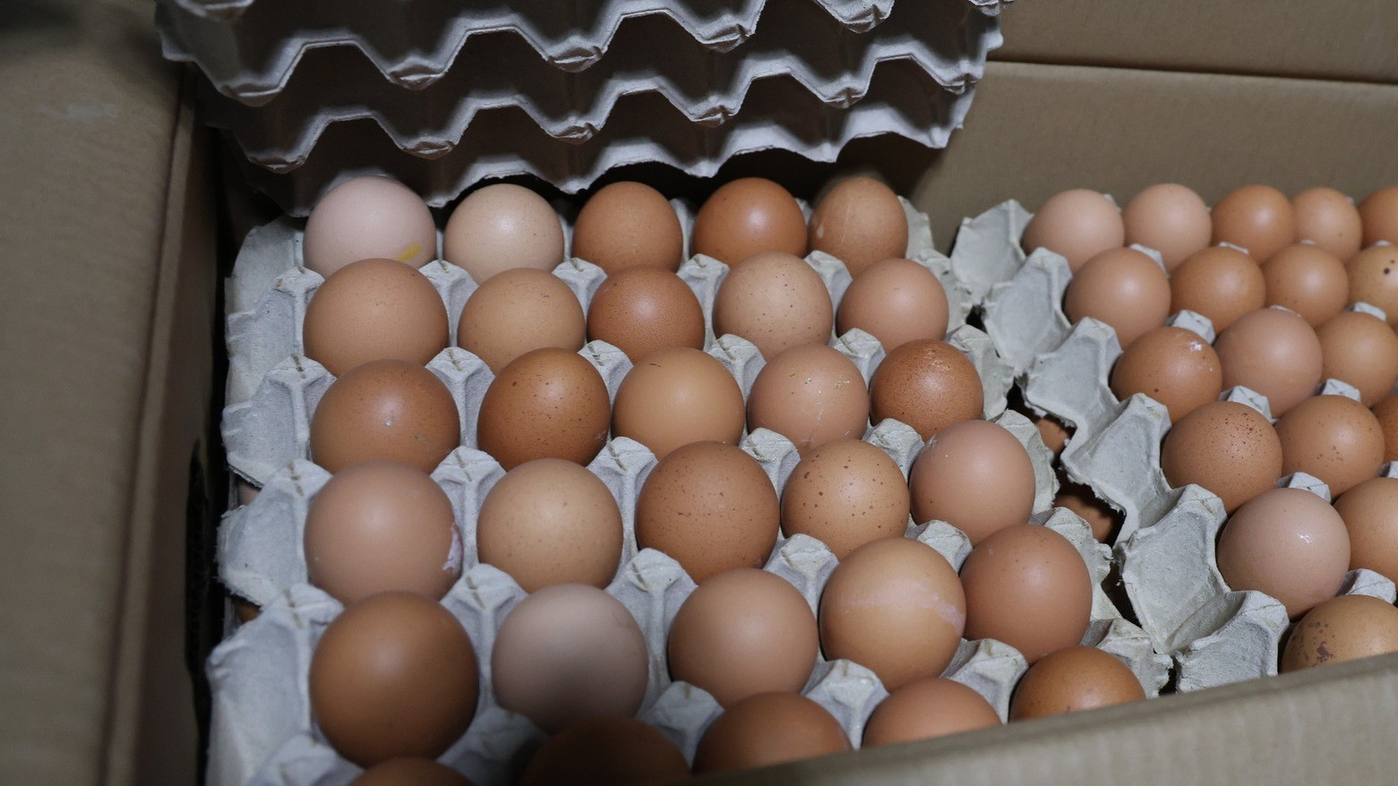 Хуурамч дардастай өндөг борлуулж байжээ